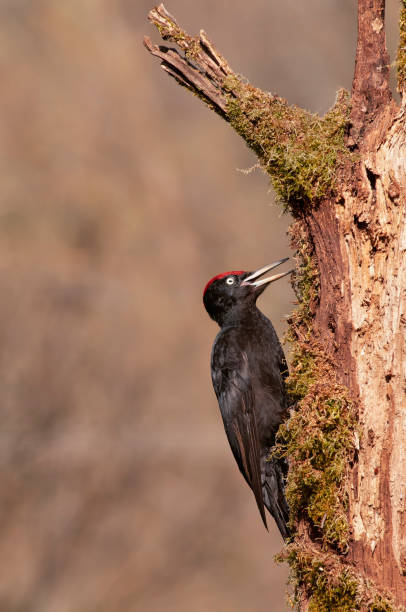 istock Black woodpecker, Dryocopus martius perched on old dry branch. 2115426110