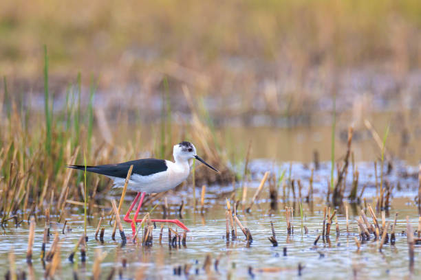 istock Black-necked stilt, Himantopus Himantopus, wader bird posing and foraging. 2115430945