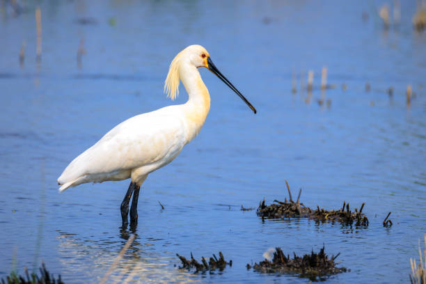 istock Closeup of a common spoonbill, Platalea leucorodia, foraging 2115430962