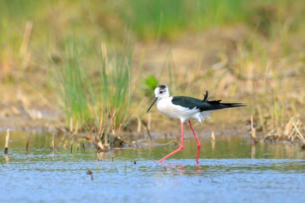 istock Black-necked stilt, Himantopus Himantopus, wader bird posing and foraging. 2115430971
