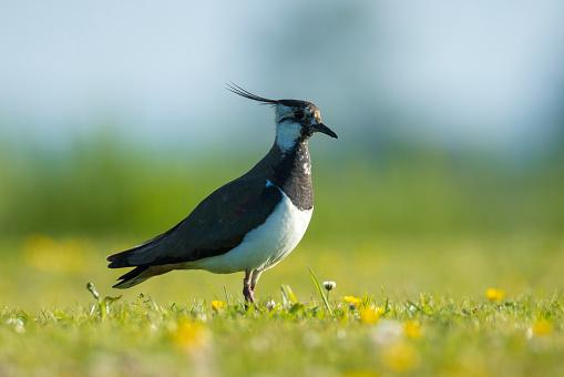 Northern lapwing, Vanellus vanellus, foraging in a meadow in bright sunlight.