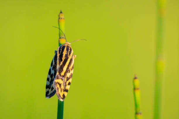 Closeup of a spotted sulphur, acontia trabealis, moth resting in a meadow