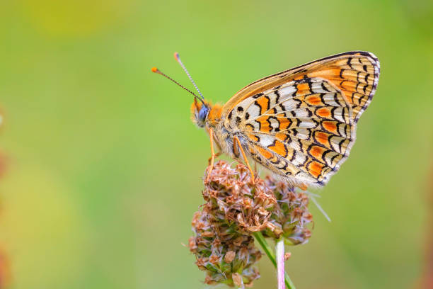 istock knapweed fritillary, Melitaea phoebe, butterfly resting and pollinating 2115431540