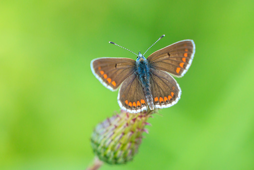 Close up of the brown argus butterfly, Aricia agestis, pollinating in a flowers field. Top view, open wings