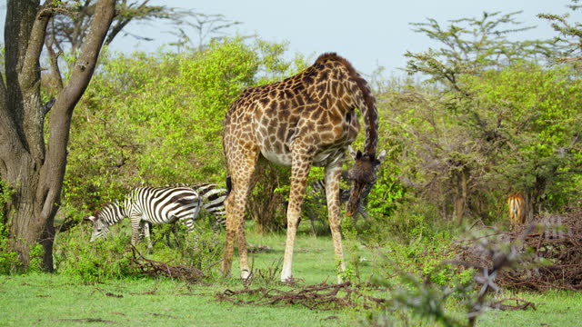 SLO MO Giraffes and Zebras Grazing on Grassy Savannah at Masai Mara Reserve