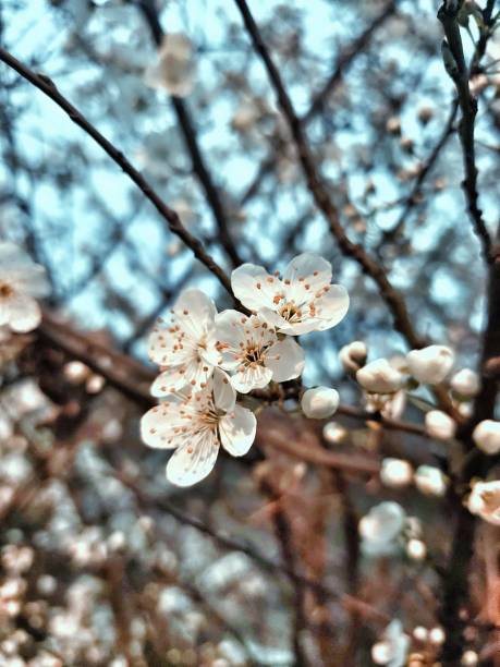 Flowering trees in spring at my city photo