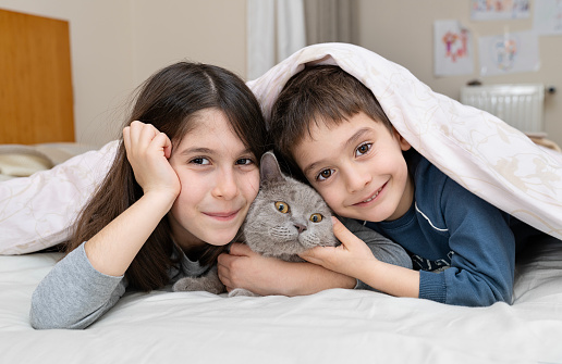 Brother and sister with British kitten under blanket in bed. Children's love for pets.