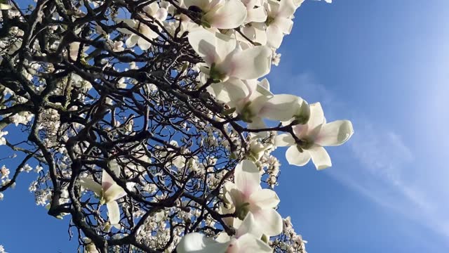 White Magnolia against blue sky