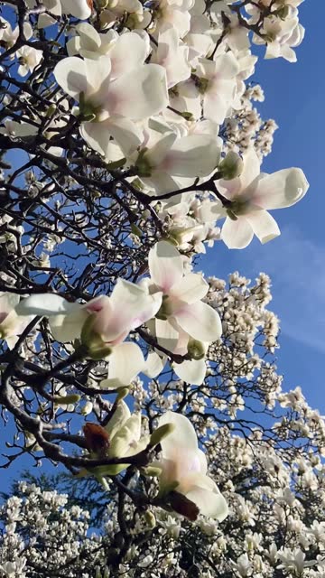 White Magnolia against blue sky