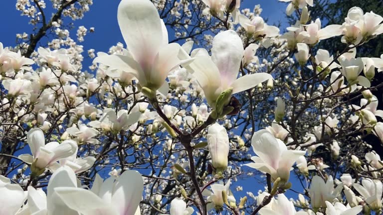 White Magnolia against blue sky