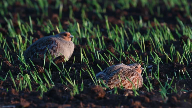 Grey partridge Perdix perdix. A family of partridges in the wild