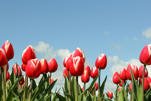 a row beautiful red tulips closeup and a blue sky in the background in a bulb field in the dutch countryside in springtime