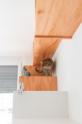 Modern apartment design elements, cat