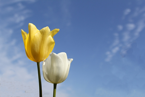 a yellow and a white tulip closeup and a blue sky background