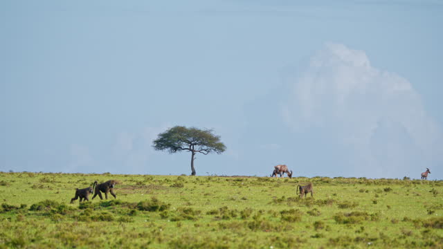 SLO MO Baboon Family Roaming in Grassland at Masai Mara Reserve