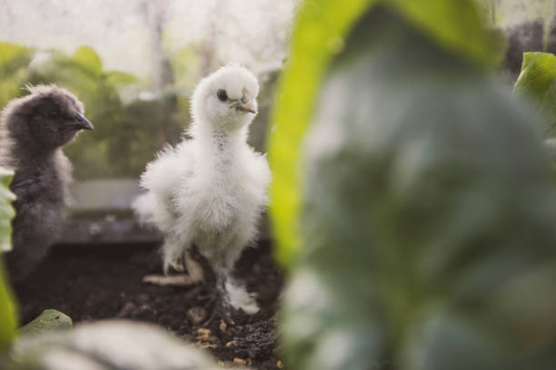 Young chicken explore outdoors in springtime, backlit