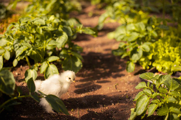 Young chicken explore outdoors in springtime, backlit