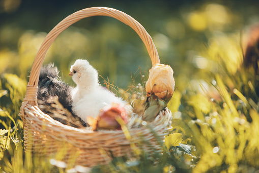 Young chickens in a basket outdoors in springtime, backlit