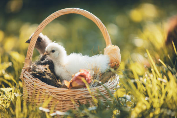 Young chickens in a basket outdoors in springtime, backlit