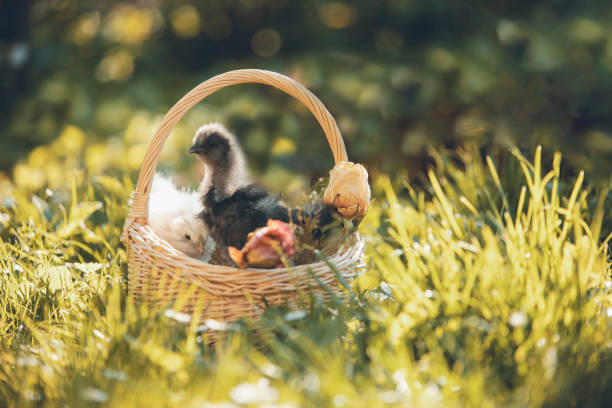 Young chickens in a basket outdoors in springtime, backlit