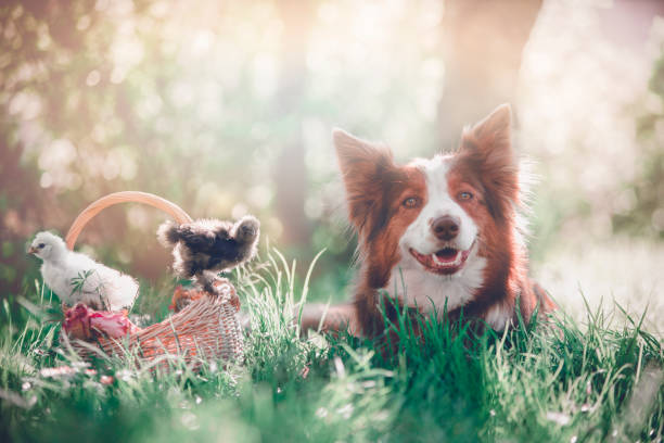 giovani polli in un cesto e cane - chicken friendship three animals color image foto e immagini stock