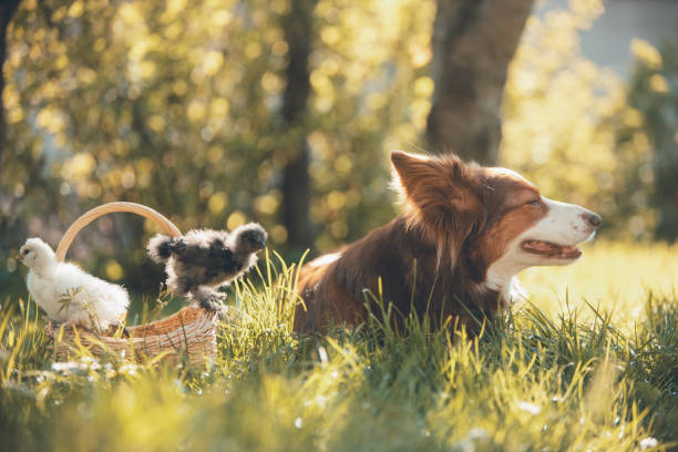 young chickens in a basket and dog - chicken friendship three animals color image foto e immagini stock