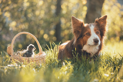 Young chickens in a basket and dog outdoors in springtime, backlit