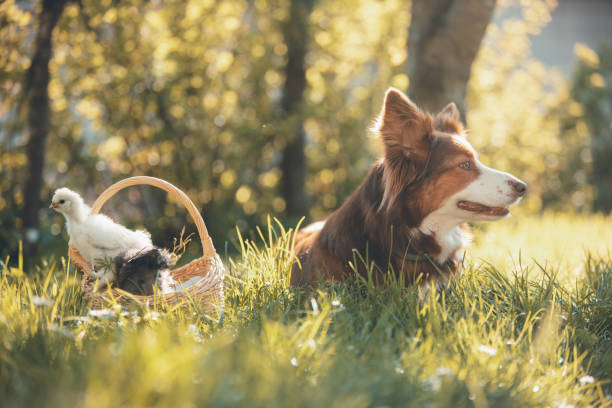 young chickens in a basket and dog - chicken friendship three animals color image foto e immagini stock