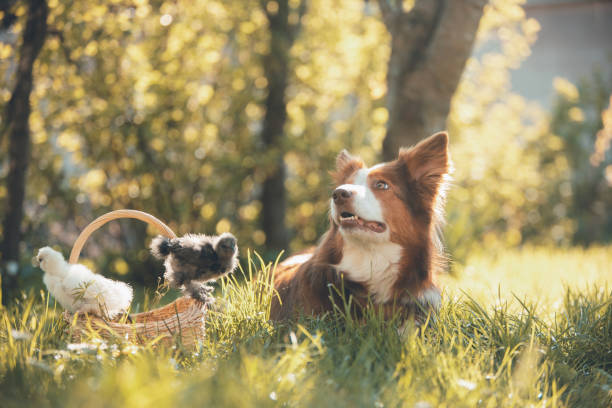 Young chickens in a basket and dog