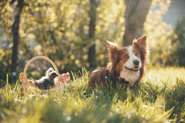 istock Young chickens in a basket and dog 2115478739