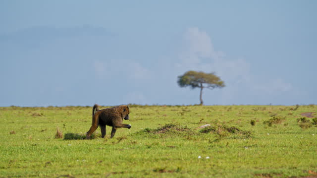 SLO MO Baboon Searching for Food While Strolling Across the Expansive Grasslands of Masai Mara