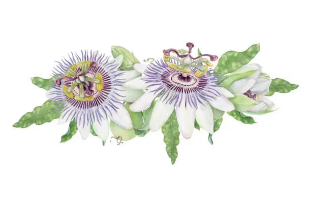 Vector illustration of Passion flower watercolor floral vector illustration. Purple and green Passiflora arrangement.