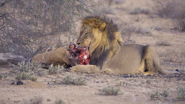 Lion feeding on Antelope carcass