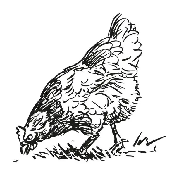 Vector illustration of hen - farm animal, black and white hand drawn illustration