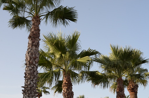 Close-up of palm trees in Galveston, Texas