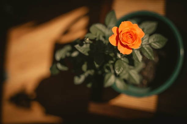 a rose in a pot with a shadow on the ground