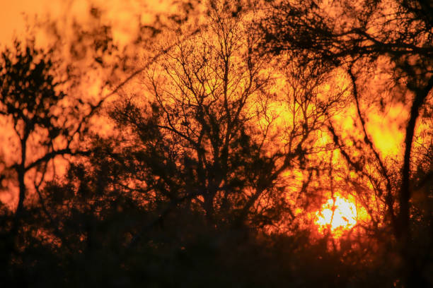 A dramatic sunrise in South Africa's Kruger National Park