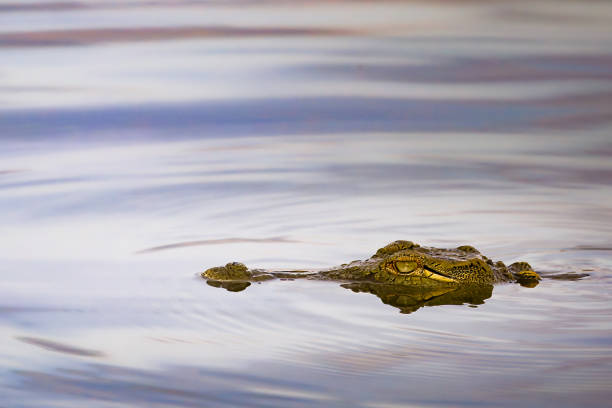 South Africa and Namibia - a perfect place for wildlife photographers