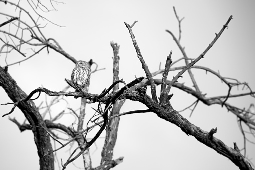 South Africa and Namibia - a perfect place for wildlife photographers