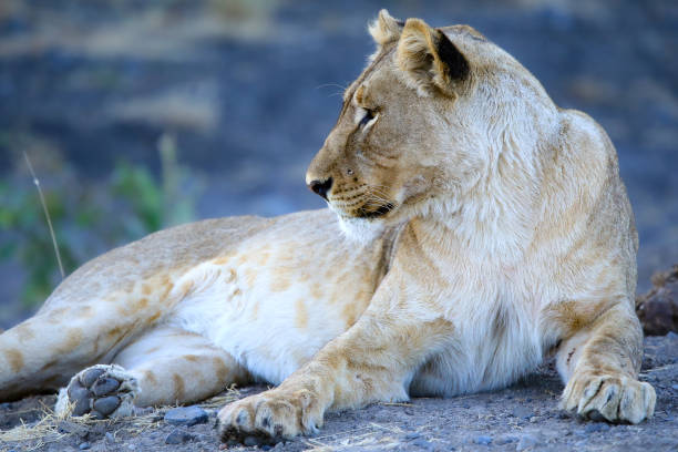 South Africa and Namibia - a perfect place for wildlife photographers