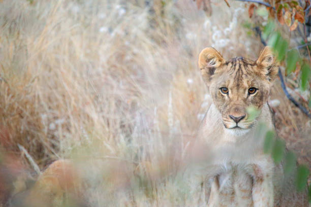 istock Roadtrip trough southern Africa 2115499994