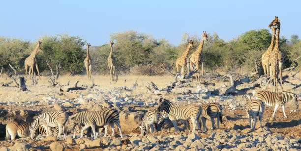 istock Roadtrip trough southern Africa 2115499998