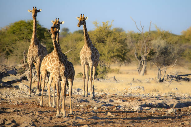istock Roadtrip trough southern Africa 2115500189