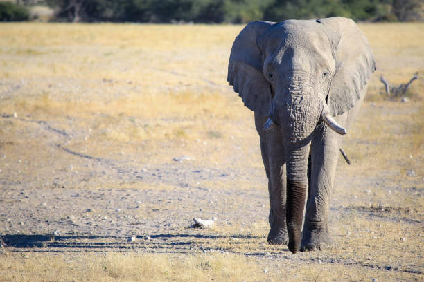 istock Roadtrip trough southern Africa 2115500520