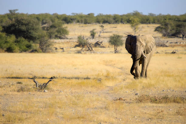 South Africa and Namibia - a perfect place for wildlife photographers