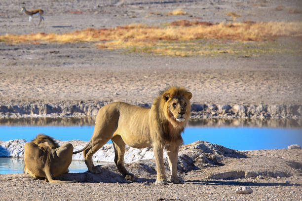 South Africa and Namibia - a perfect place for wildlife photographers