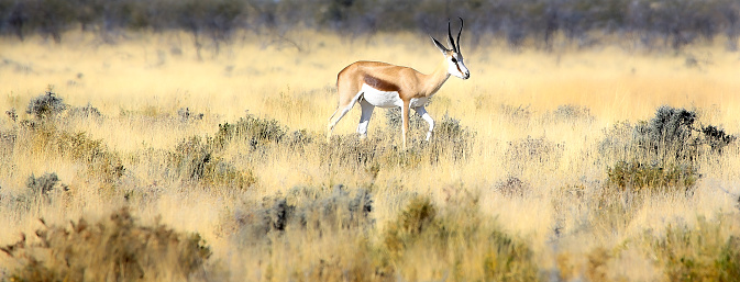 Antelope (or Pronghorn) running fast close up through sage brush in Yellowstone National Park in Wyoming of the United States of America (USA). Nearest towns are Cooke City and Gardiner, Montana. Fly in cities are Bozeman and Billings, Montana.