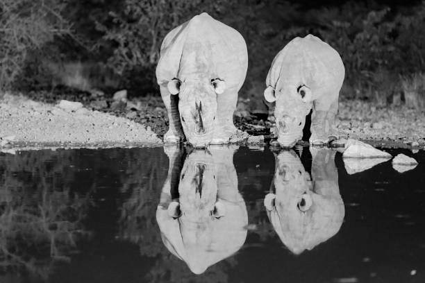 istock Roadtrip trough southern Africa 2115501064