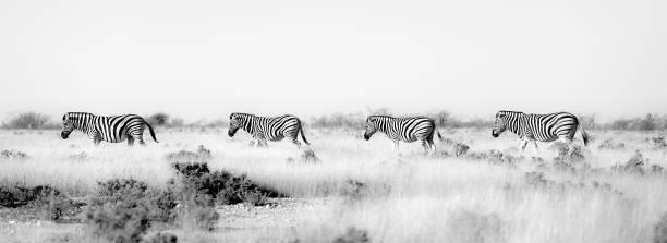 istock Roadtrip trough southern Africa 2115501067