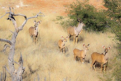 South Africa and Namibia - a perfect place for wildlife photographers